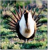 Greater Sage-grouse